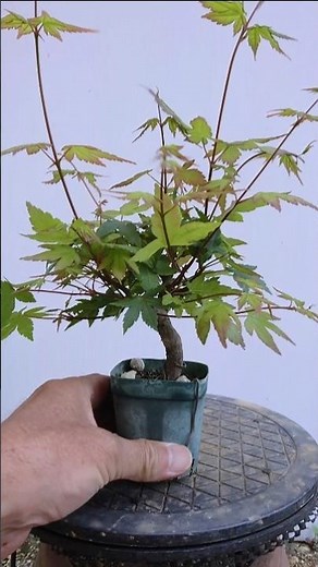 [Maple] Pruning overgrown branches ✂️ / #Shorts / #Bonsai