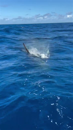 Thresher shark chases fish from deep! •Follow @scienceoffishing •Like and Share