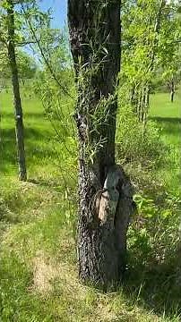 Pollarding For Livestock Forage