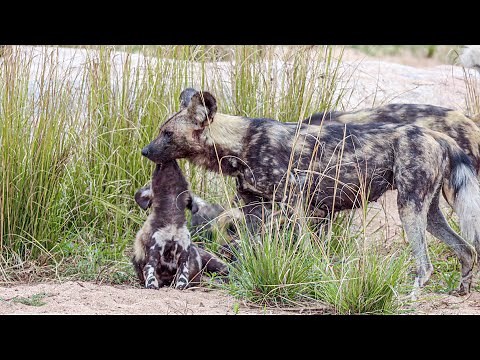 Feeding Time in the Pack: African Wild Dogs Nourish Their Young 🐾