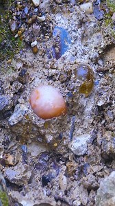 Digging for gemstones in the mountains6 #pearl #gold #emeralds #agate #crystal | Diamond Hunter