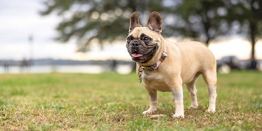 What are the 'dog days' of summer?