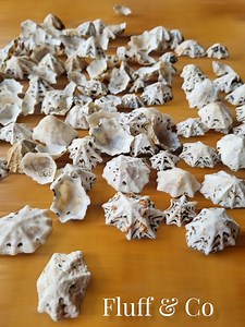 Natural STAR LIMPET Sea Shells, Star-shaped Shells, Small Black and White Sheshells for Crafts, Beach Wedding Decor, Beach Shell Supply - Etsy