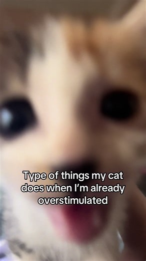 Understanding Cat Behavior: When Kittens Become Bullies