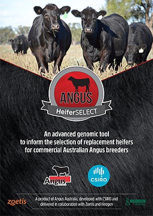 Angus HeiferSELECT - Angus Australia