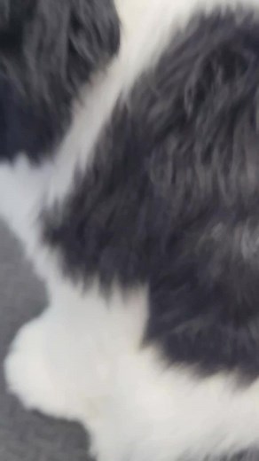 animallover1262 on TikTok