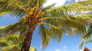 Today we are more than happy to share with all of you that we have received our 4th consecutive Certificate of Excellence from TripAdvisor. We are so proud of all our team and very thankful with all you guys that takes a moment to leave your reviews. We will keep working hard to give you the best experience on your next visit to our happy place. #MrSanchos #Cozumel | Mr Sancho's Cozumel Beach Club