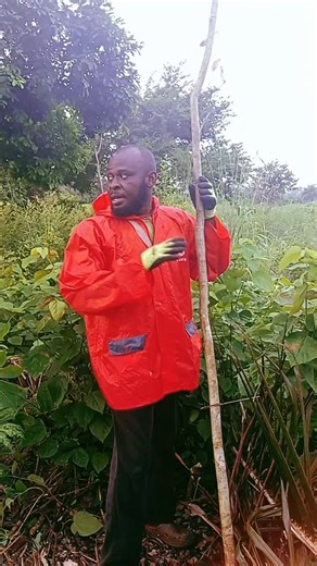 This is the stage 3 of the trap making video. Here we are installing the bend also called ube. Meaning bending stick. Anticipate the next video showing the trap accessories. | Emi Peter Ikemba