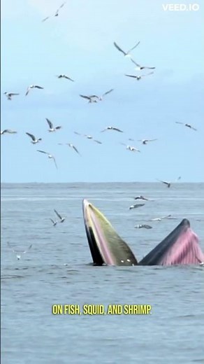 Interesting facts about Narwhal