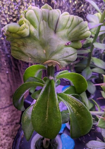 TBMC pereskiopsis graft 43day time lapse