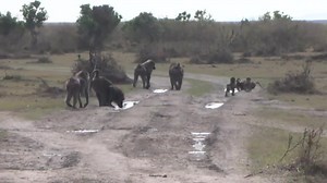 A Babbling Bumbling Band of Baboons! Did you know that baboons have many collective nouns, including a band of baboons, a flange of baboons, a congress of baboons and more? We spotted these baboons stopping for a drink with David and Peter in the Mara. Drive: 21 August Become an Explorer and enjoy every Safari with no adverts and no interruptions. To find out more, visit https://wildearth.tv/explorers/. For All our viewers, you can now watch our 24/7 on the WE channels and app. Go to wildearth. 