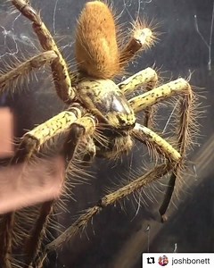 90K views · 470 reactions | Did you know spiders evolved more than 300 million years ago? That's way before dinosaurs walked the earth! Those ancient spiders didn't build webs, but sought the safety of burrows underground. Thanks to @joshbonnet for capturing this Golden Huntsman in our Spiders - Alive and Deadly exhibition. Come and see him for yourself >>> australianmuseum.net.au/landing/spiders-alive-and-deadly | Australian Museum | Facebook
