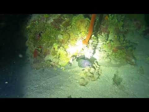 Couples Sans Souci Night SCUBA Diving Dec 2025