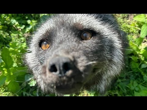 Ruby fox first yard time ever!