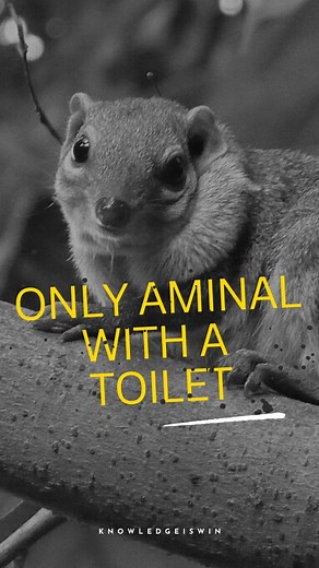 👉👉 The tree shrew has a fascinating relationship with a type of pitcher plant called Nepenthes lowii, found in Borneo. Unlike other pitcher plants that capture insects for nutrition, Nepenthes lowii has adapted to rely on tree shrews. The plant's shape and structure are perfect for serving as a perch for the tree shrew while it feeds on the nectar the plant produces. As the tree shrew enjoys its meal, it defecates directly into the pitcher, which acts as a natural toilet. The pitcher plant the