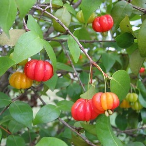 183K views · 3.2K reactions | Phytonutrients 101: Surinam Cherry Tree | The Weeds and Seeds Guy | Facebook