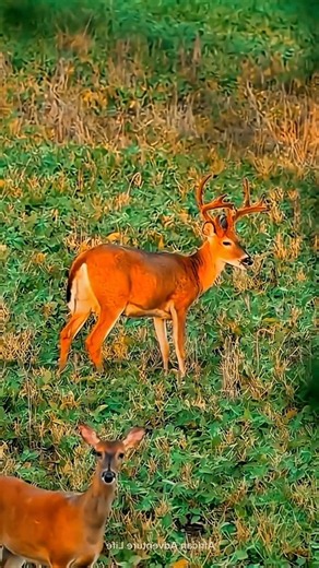 Hadzabe Hunters Observe a Wild Deer 🦌🏹 | Ancient Tracking Skills