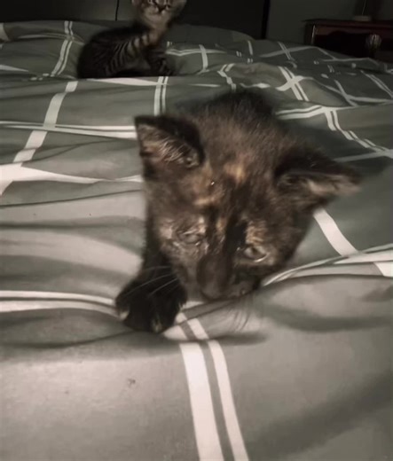 Speed clips (@victusbrand)’s videos with original sound - Speed clips