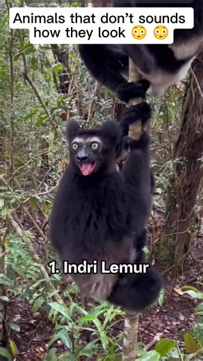Why does it sound like a human? 😱#WeirdAnimals #AnimalSounds #NatureTok #WildlifeTok #ViralSounds