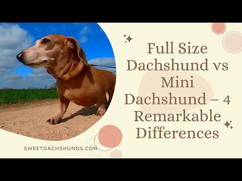 Full Size Dachshund vs Mini Dachshund – 4 Remarkable Differences