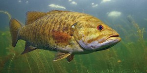 Taking a deep dive into Cayuga Lake smallmouth - Major League Fishing