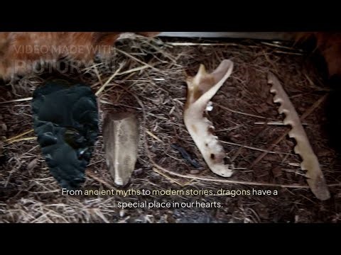 20 Amazing Dragons Facts You Never Knew And Want to Know!!!