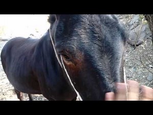 Un burro y un caballo combinasion macho