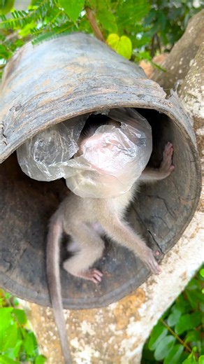 11K views · 105 reactions | Cute Monkey on Reels | Facebook