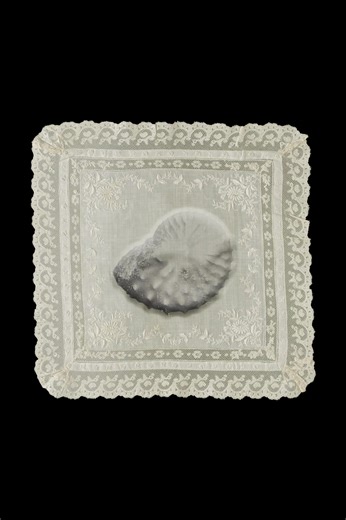 experimenting with ammonites #paleontology #ammonite #shelledit #shells #fossil