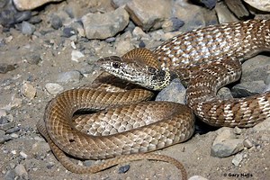 Masticophis flagellum - Alchetron, The Free Social Encyclopedia