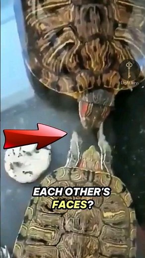 Why Do Turtles Slap Faces? It's A Dance of Desire #shorts #lightkey #turtle