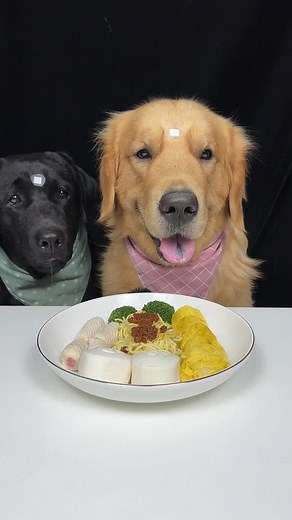 Labrador ASMR: Dogs Enjoying Tasty Meals