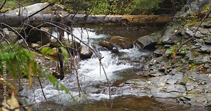 Fallen tree over the small river in mountains. Cinema 4K 60fps video with sound
