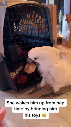 Playtime with Puppy and Cockatoo
