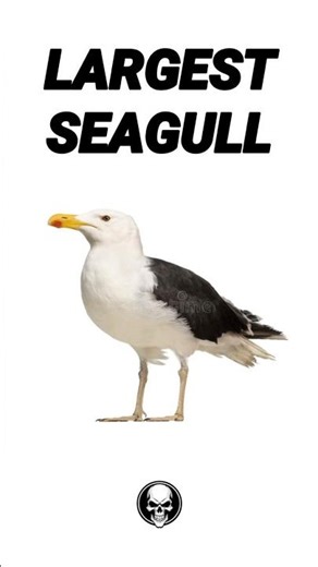 KING OF THE SEAGULLS FOUND DEAD ON BEACH 😱🪶