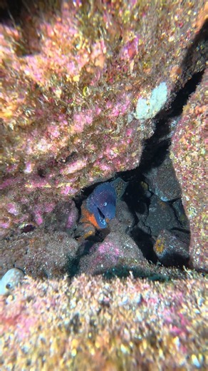 Vibrant Underwater Cave Reveals Hidden Fish
