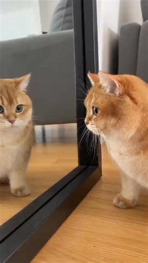 cat looking in mirror funny cat reaction cat mirror reaction cute cat video cat sees reflection cat shocked by mirror adorable cat reaction realistic cat fur cat funny moments mirror reaction animals first time cat mirror kitten mirror reaction cat surprise video cute pet video cat behavior funny #Cat #Cats #CuteCat #FunnyCat #CatReaction #MirrorReaction #CatMirror #Kitten #CatVideo #AdorableCat #PetVideo #AnimalVideo #FunnyAnimals #CutePets #RealisticCat #CatLover #CatShorts #ViralCat #CatReel 