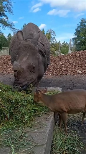 Oficjalnie: to w tej chwili najsłynniejszy duet w internecie🌍✨ Film nagrany przez opiekuna ma już ponad 12 milionów wyświetleń tylko na naszym profilu, a o Maruśce i Mundżaku mówią dziś największe media na kuli ziemskiej. Od USA, przez Europę, aż po Azję - historię z wrocławskiego wybiegu pokazały m.in. BBC, NBC, The Independent, RTL, The Sun, The Telegraph, Huffington Post czy The Times of India. A jak ma na imię ten nieustraszony wojownik? W dokumentach wpisane ma BALCER TADUŚ, ale w ZOO nikt