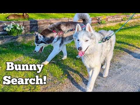 AMAZING Dog Walk Turns Into Rabbit Search!