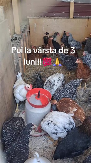Pui crescuți natural la 3 luni — cum arată și ce să observi