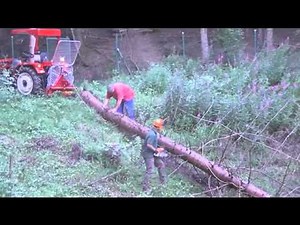 Baumfällung mit 25 PS Traktor und 3,5 t TAJFUN Winde EGV 35 A
