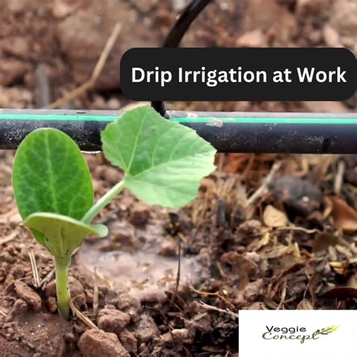 Naija farmers, December don land! Wrap up your year with bumper harvests using Veggie Concept's drip irrigation kits. Save water, boost yields by 30% this dry season. Who's ready to harvest like a boss? Drop your fave veggie below! #VeggieConceptNG