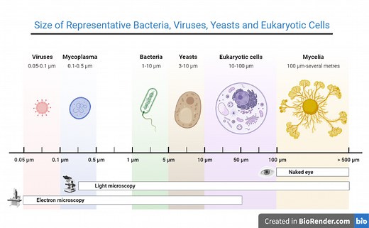 Size of Bacteria: Giant, Smallest, and Regular Ones • Microbe Online