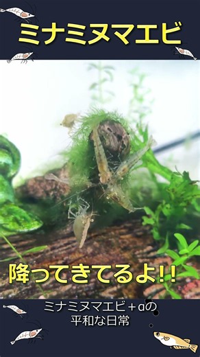 ミナミヌマエビ＋αの平和な日常_87 #癒し #アクアリウム #ミナミヌマエビ