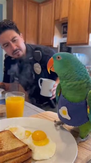 1.2K views | Cop: “License?” Parrot: “Cracker!” 藍列 #talkingparrot #funnyparrot | Parrot Patrol | Facebook