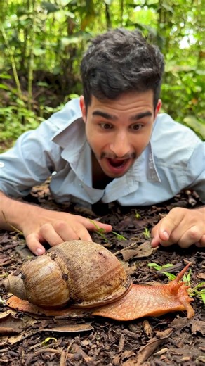 GIANT Amazonian Snail! 🐌