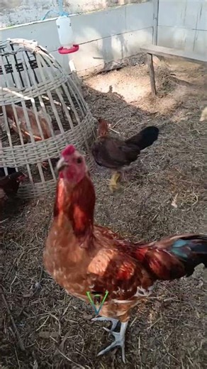 alhamdulillah, feeding chickens with maggots #music #chicken #maggot #peternakmuda