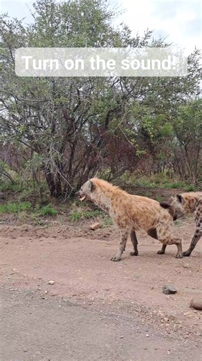 7.6M views · 10K reactions | The sounds Hyenas make... #hyena #funny #krugernationalpark #wildlife | Shaun Etsebeth Photo Safaris | Facebook
