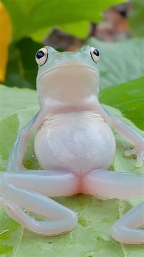 Chill Time: A Frog Relaxing in Nature