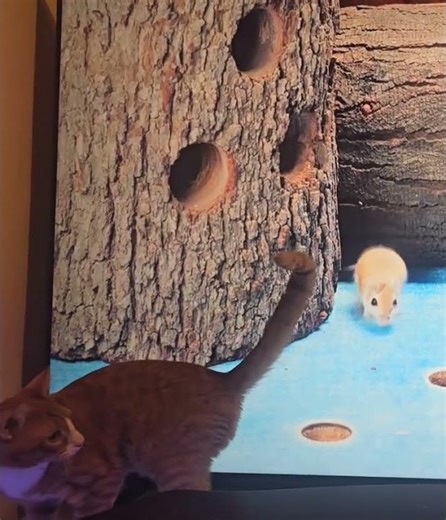The cat catches mice on the TV #catshorts #cats #meow
